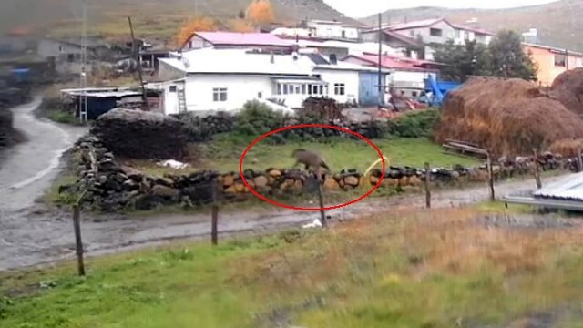 Ardahan'da gündüz köye inen bozayı korku yarattı
