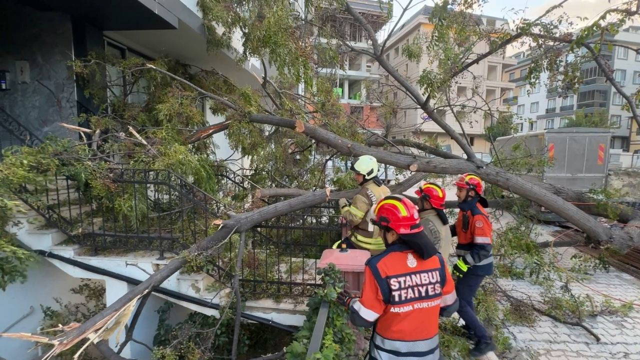 Avcılar'da rüzgar devrilen ağaç bir kadını kurtardı