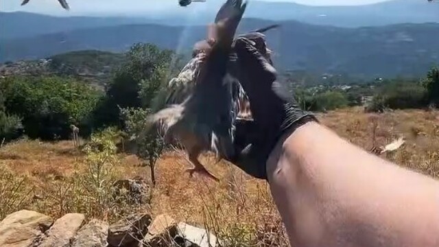 Aydın'da yaban hayatı için kınalı keklik salındı