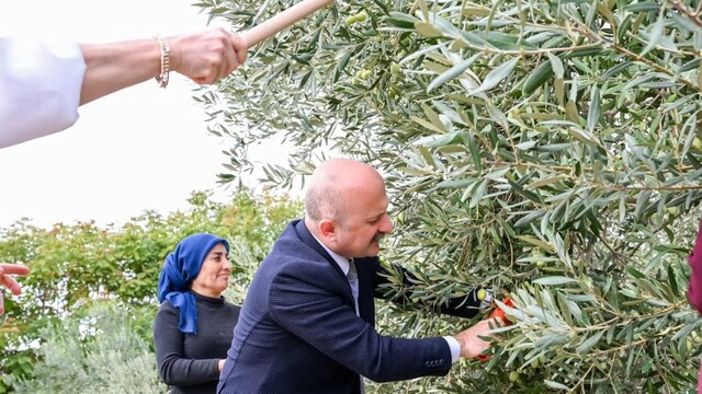 Aydın Valisi Varol, kadın çiftçilerle zeytin hasadı yaptı