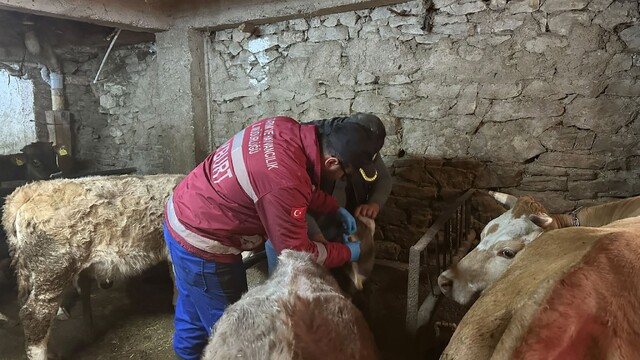 Aydıntepe'de şap aşısı ve küpeleme çalışmaları devam ediyor
