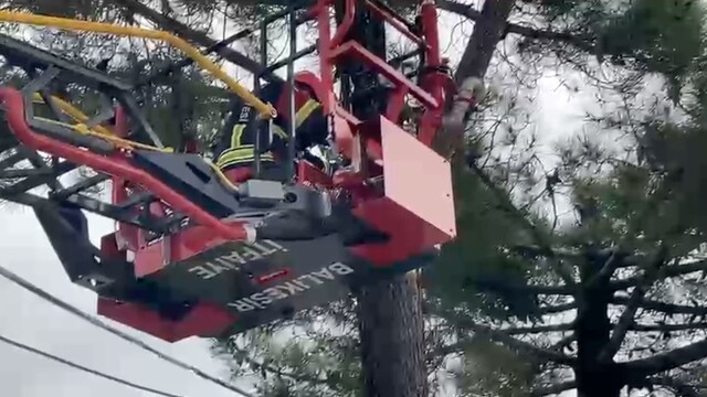 Ayvalık'ta ağaçta mahsur kalan kedi kurtarıldı