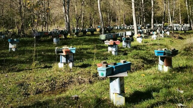 Bartın'da arılı kovan destekleme başvuruları sona eriyor