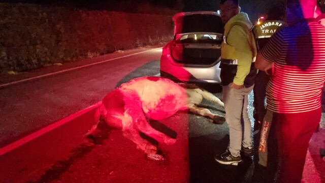 Bartın'da otomobil büyükbaş hayvana çarptı, 1 yaralı