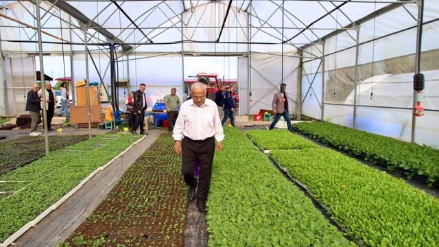 Başkan Güler, 500 bin fideyi üreticilere ücretsiz dağıtacak