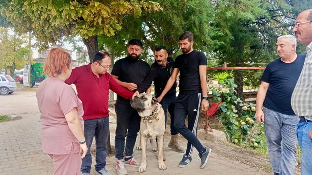 Başmakçı'da evcil hayvanlar için kimliklendirme çalışmaları