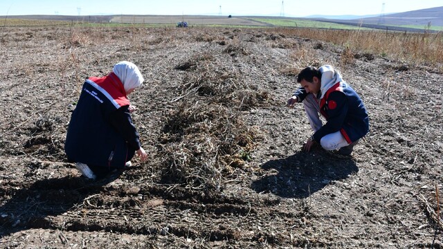 Bayburt'ta fasulye hasadı sırasında saha kontrolleri yapıldı