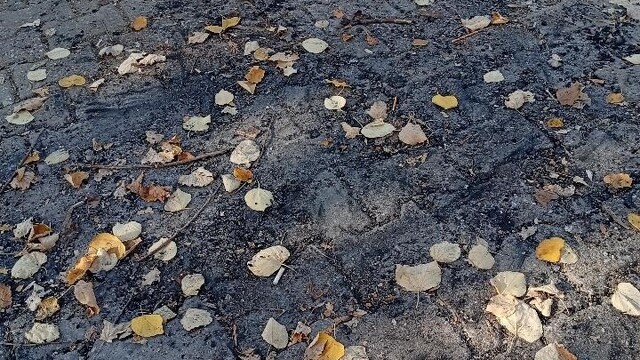Bilecik'te parkta ateş yakılması çevreyi kirletti