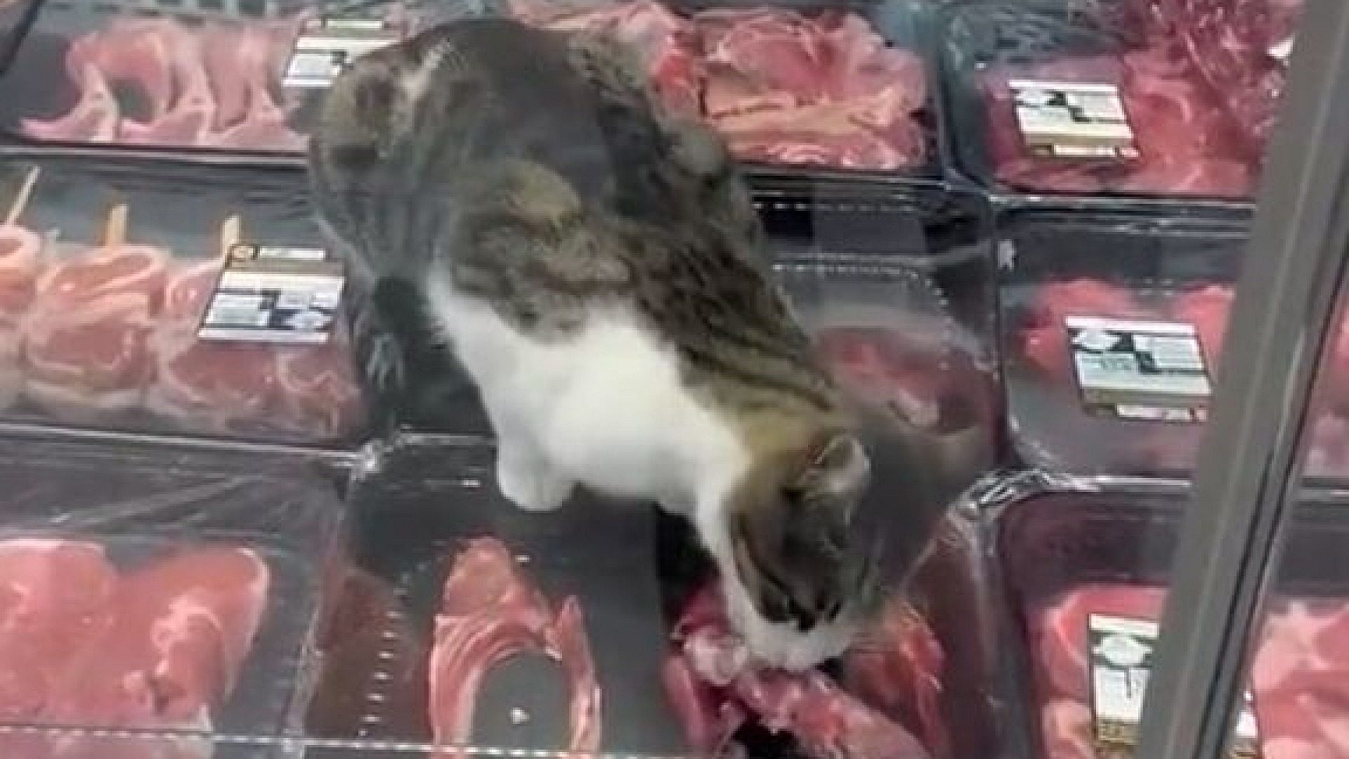 Bursa'da kasap reyonuna giren kediye 52 bin 800 TL ceza