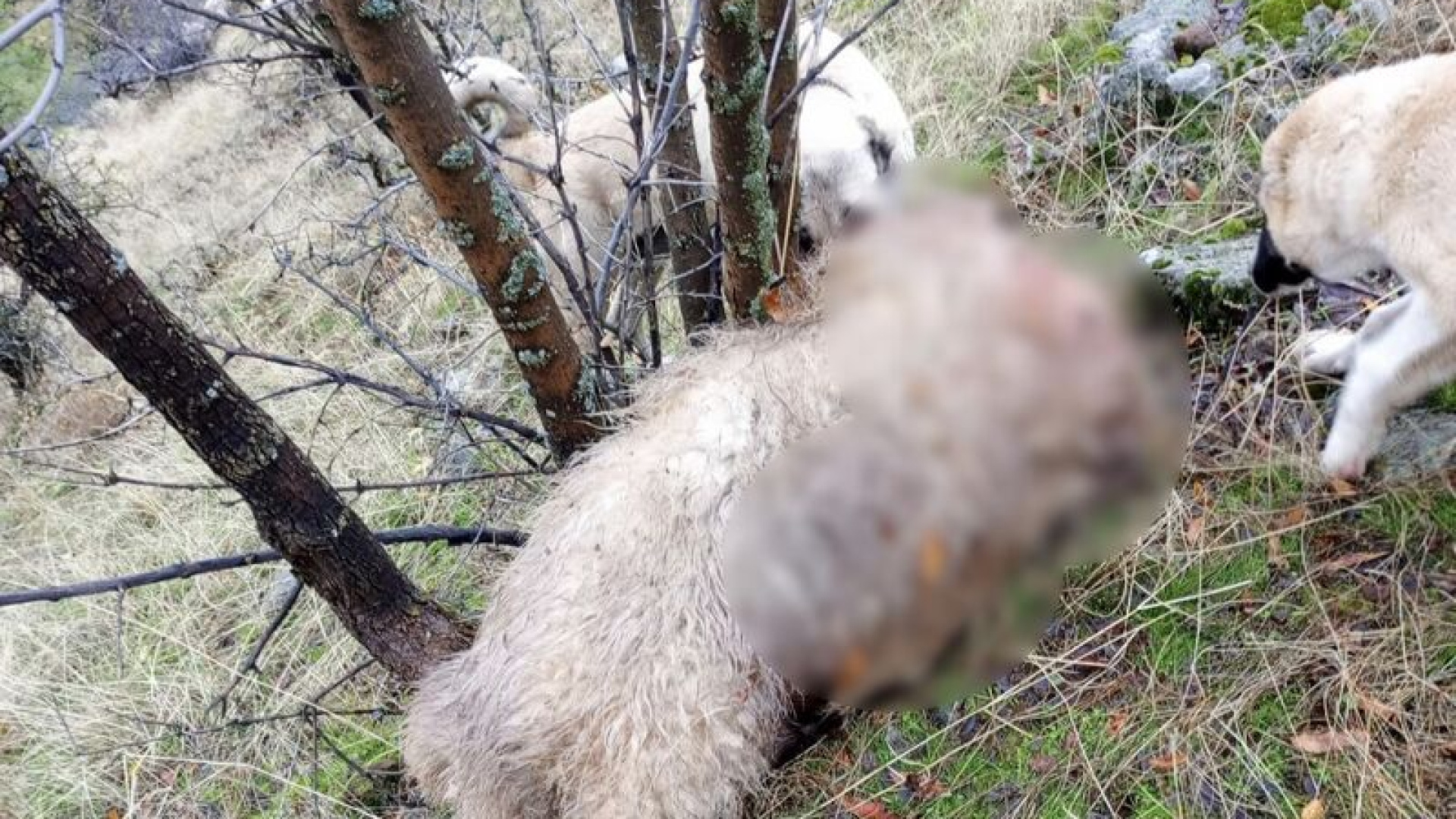 Çemişgezek'te koyun sürüsüne kurt saldırısı: 14 koyun öldü