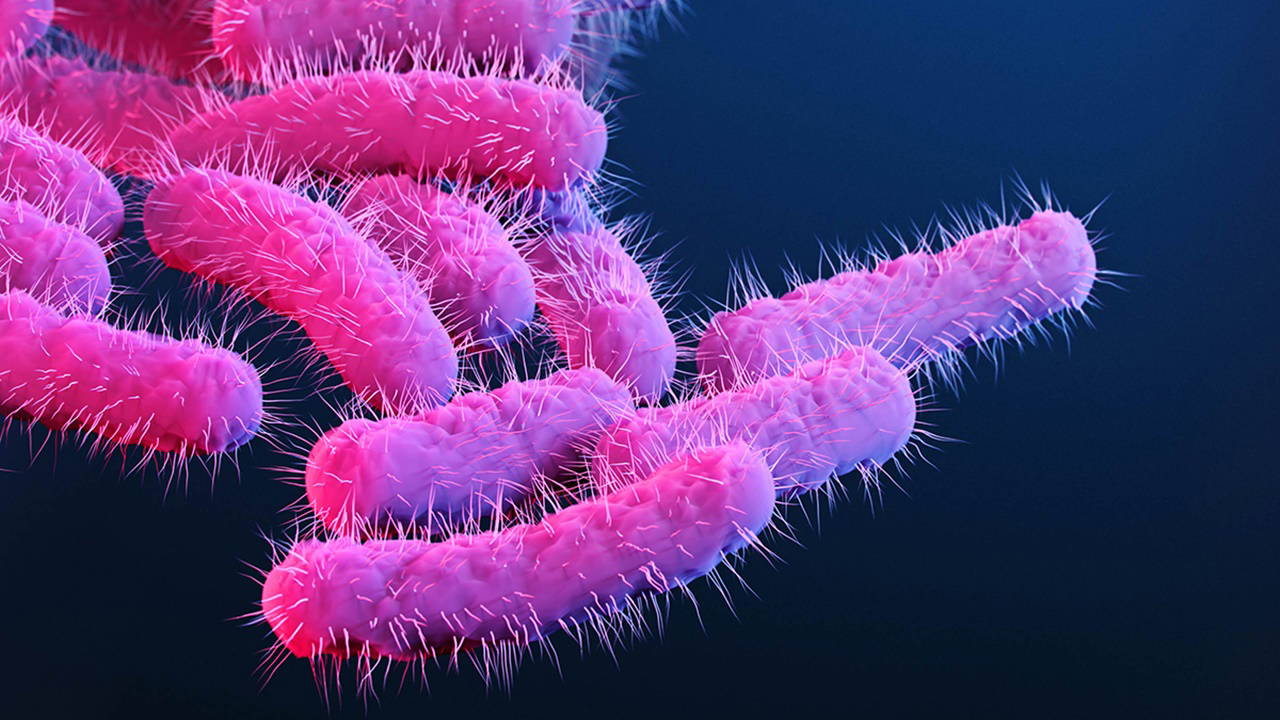 Shigella enfeksiyonu antibiyotiklere direnç kazanıyor