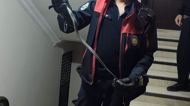 Defne'de görülen yılan doğal yaşam alanına bırakıldı