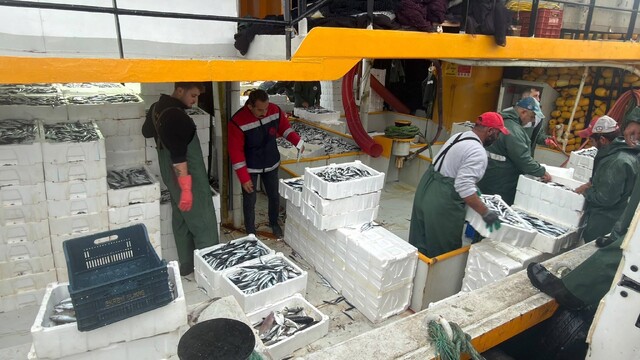 Didim'de hamsi avı için kota denetimleri sürdürülüyor
