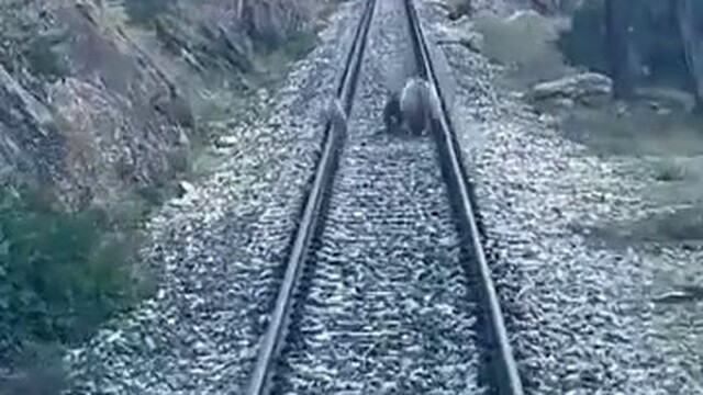 Divriği'de tren raylarında ayı ailesi paniğe neden oldu