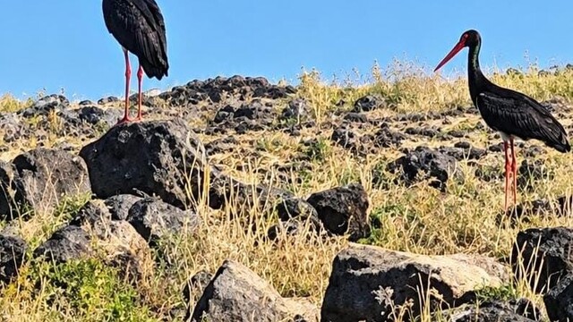 Diyarbakır'da leylek göçü başladı, kara leylekler görüldü