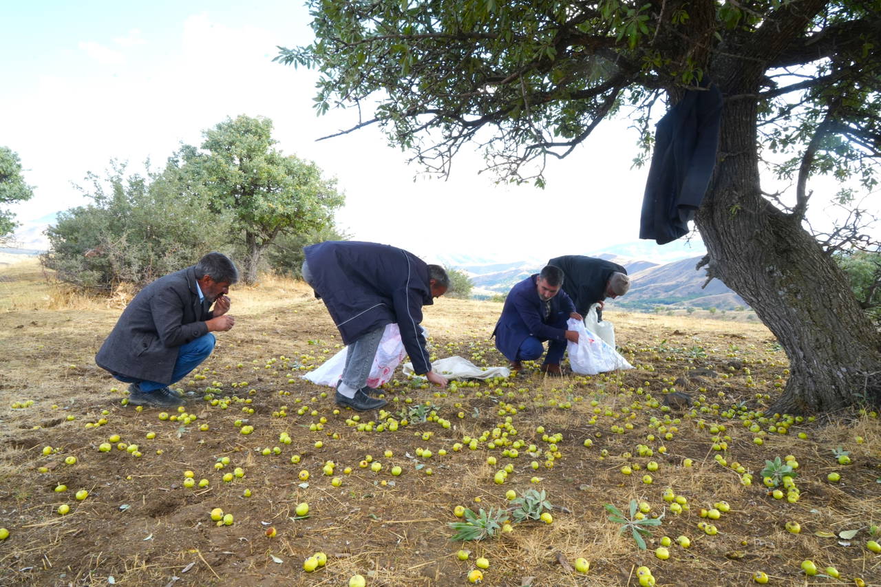 Doğal cennette 110 bin ağacın hasadı başladı