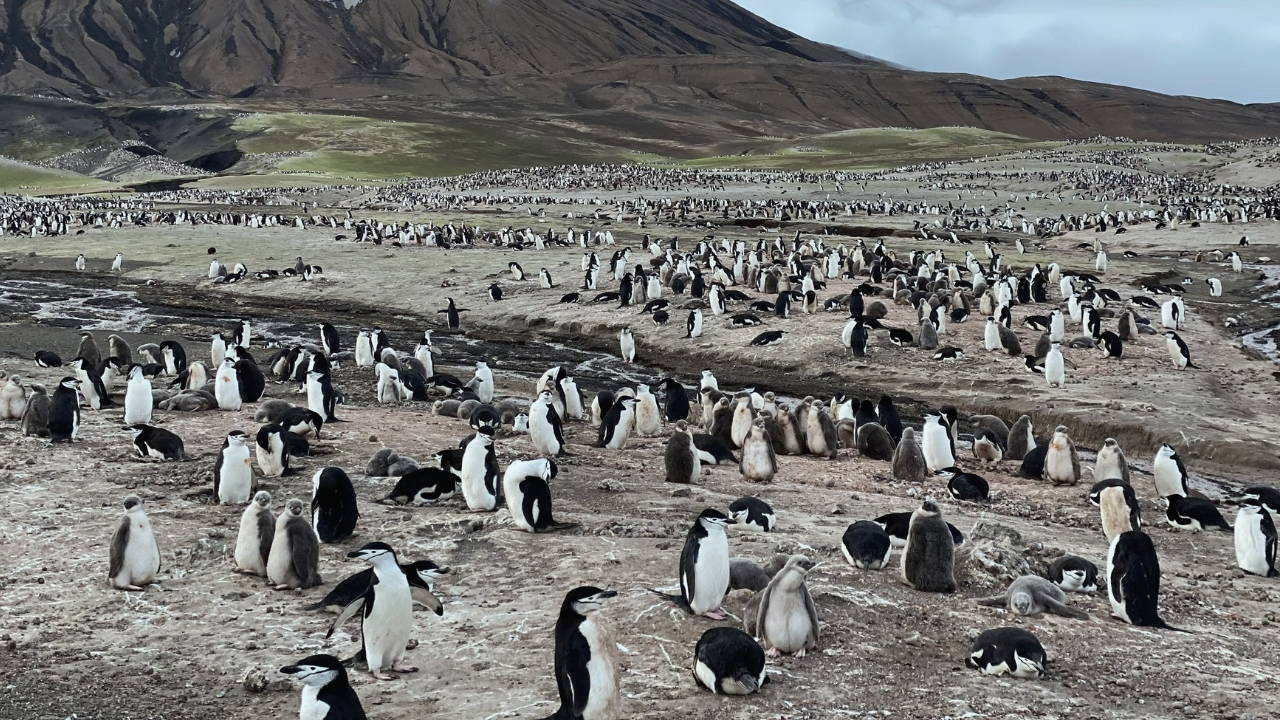 Dünyanın en büyük penguen kolonisi, ölümlerle sarsıldı
