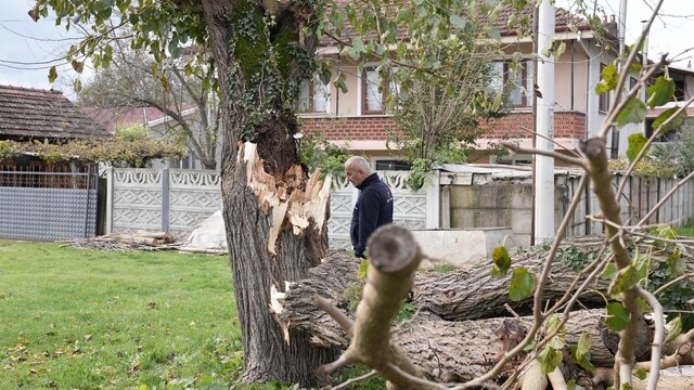Düzce'de fırtına sonrası devrilen ağaçlar temizleniyor