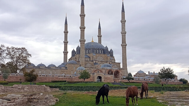 Edirne'de Selimiye Camisi meydanında başıboş 3 at görüldü
