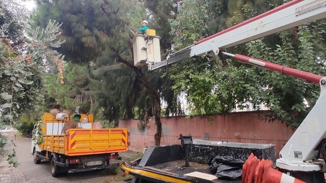 Efeler'de park ve yeşil alanlarda budama çalışmaları sürüyor