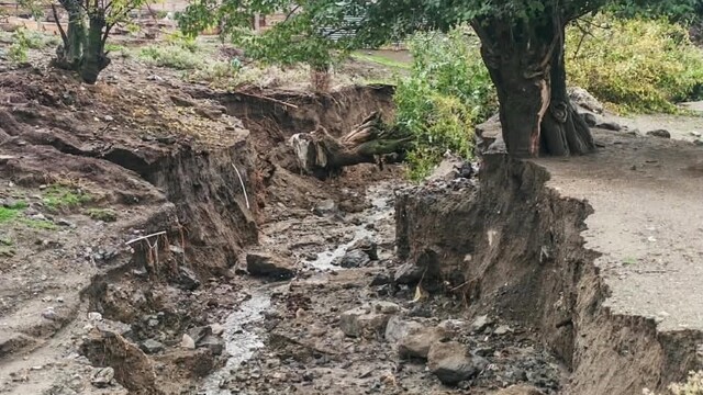 Elazığ'da aşırı yağış sonrası ağaçlar devrildi