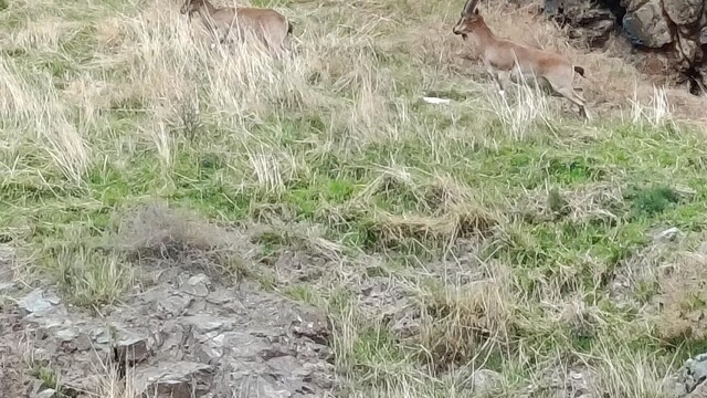 Elazığ'da koruma altındaki dağ keçileri görüntülendi