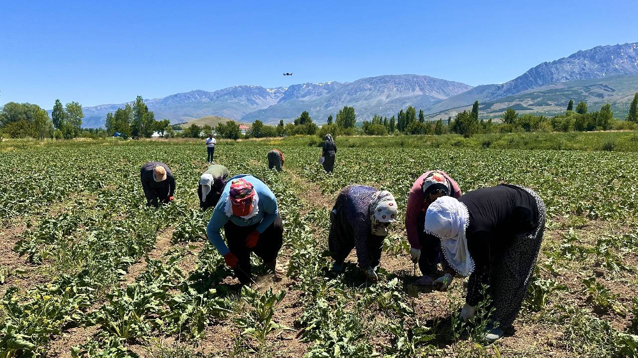 Elazığ'da şeker pancarı hasadı başladı, 4 bin lira bekleniyor