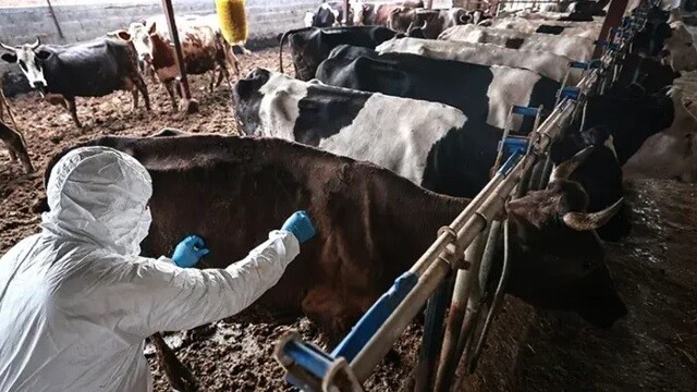 Elbistan'da 5 mahallede şap hastalığı nedeniyle karantina