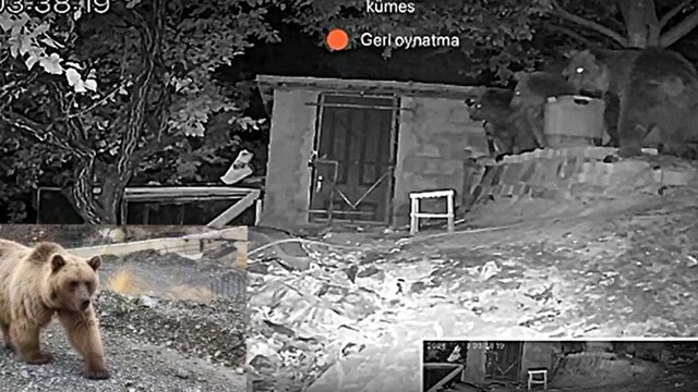 Erzincan'da bağ evinin bahçesine 3 ayı girdi