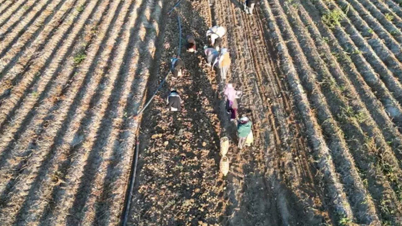 Erzincan'da kışlık patates hasadı başladı, 10 bin ton