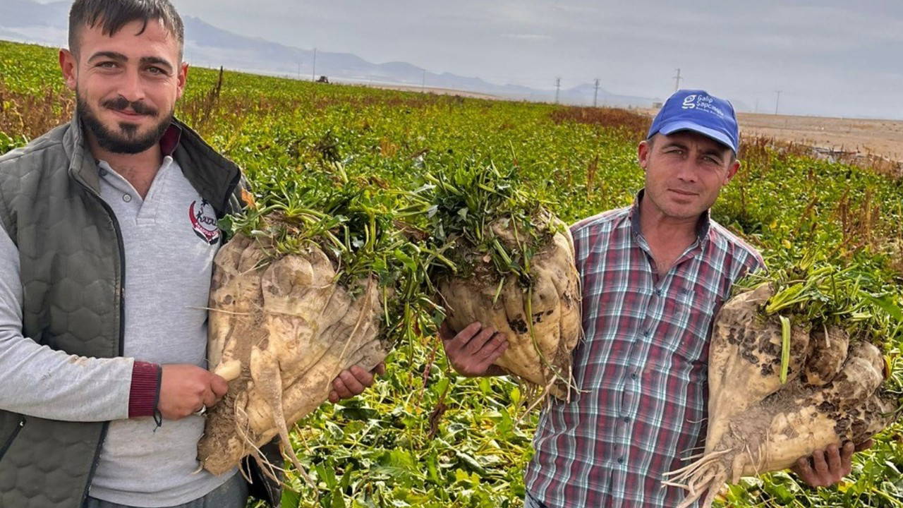 Erzincan'da şeker pancarı hasadı başladı, fiyat belirsiz