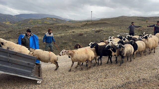 Erzincan'da tulum peyniri üreticileri yayla sezonunu kapadı