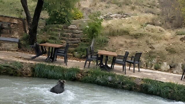Erzincan'da yavru ayı restorana girdi, kaçarken yüzdü