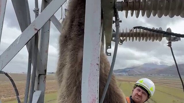Erzurum'da yavru bozayı elektrik akımına kapıldı