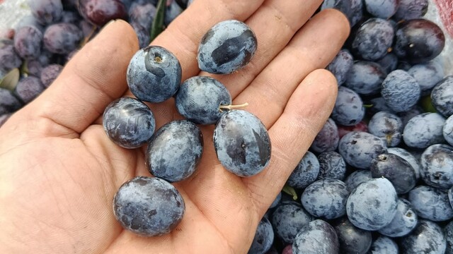 Eskişehir'in Sarıcakaya ilçesinde zeytin veriminde artış