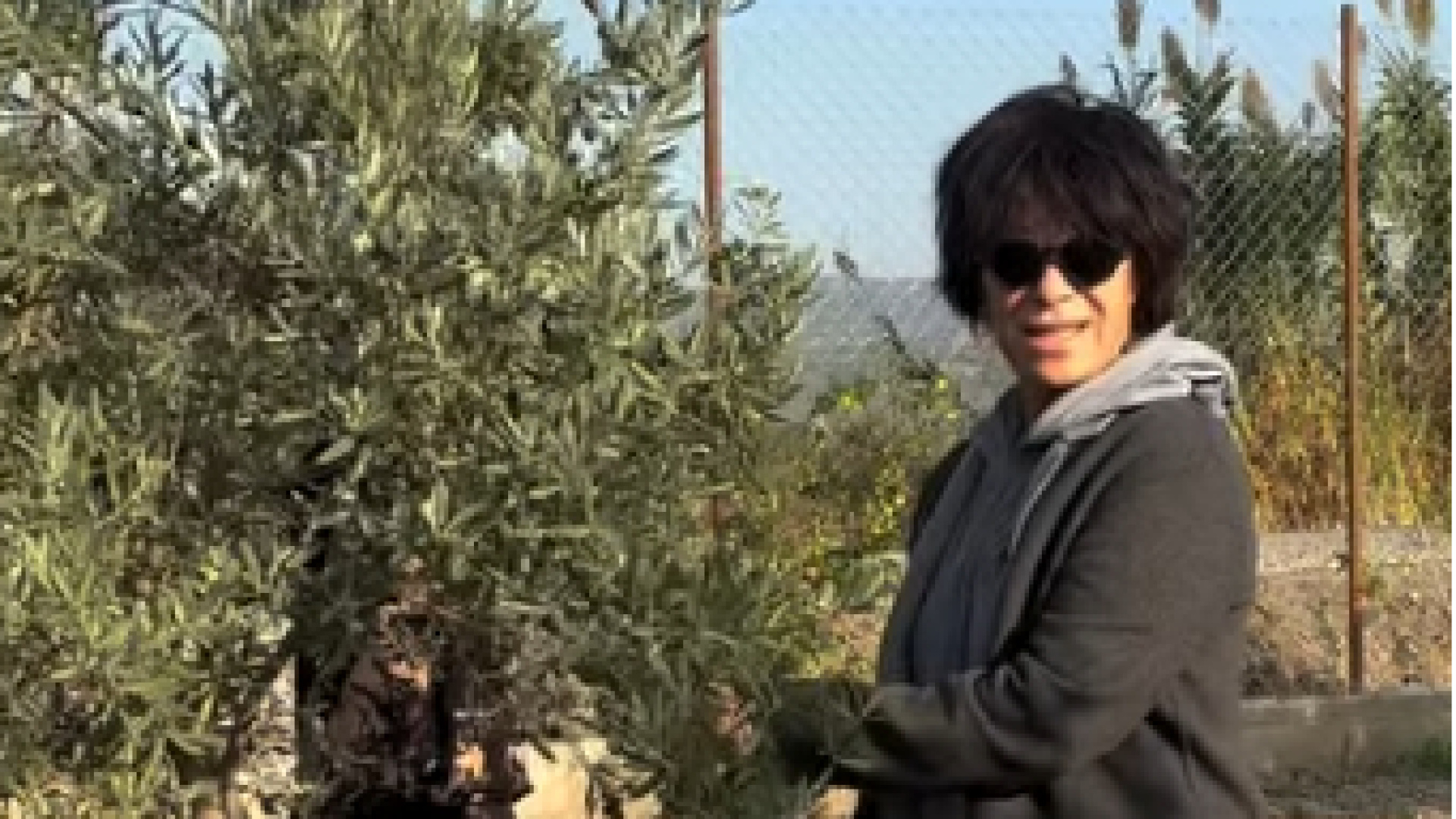 Filiz Taçbaş zeytin hasadına başladı, paylaşıyor