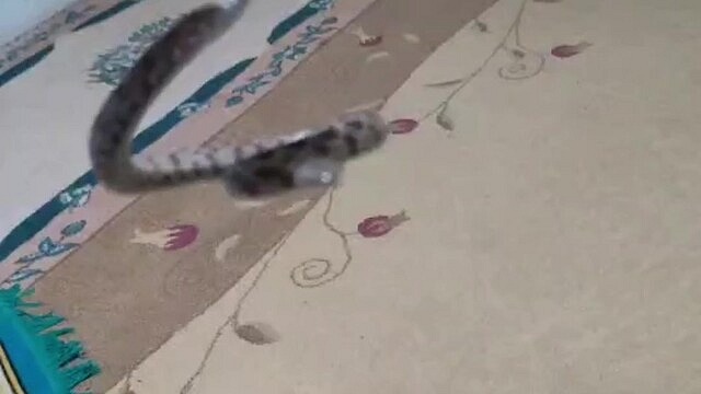Gercüş'te evine giren yılan ve akrebi doğaya saldı