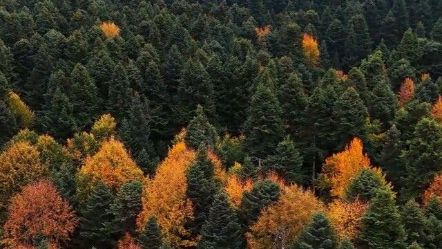 Gölcük Tabiat Parkı'nda sonbahar renkleri göz dolduruyor