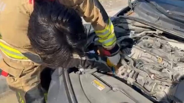 Hatay'da mahsur kalan hayvanlar güvenli alana taşındı