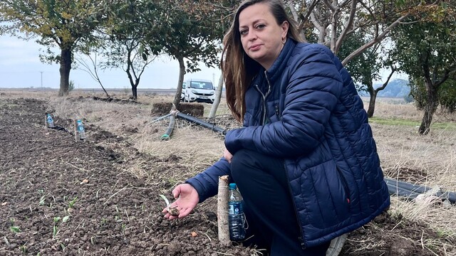 Hayrabolu'da kadın üretici tohumlarıyla salep yetiştiriyor