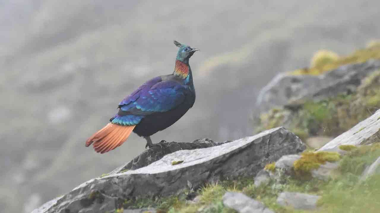 Himalayalar'daki insan etkisi monal kuşunun sesini değiştirdi