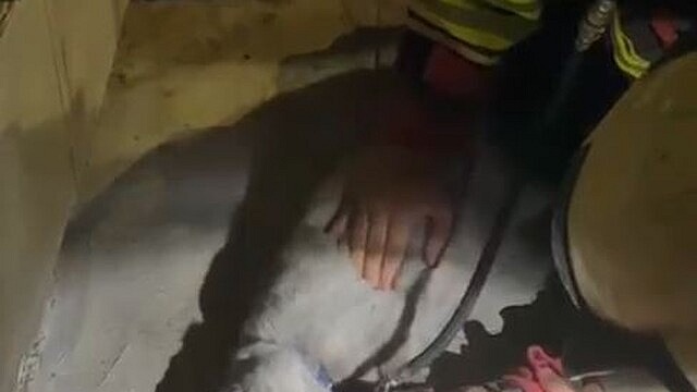 İlkadım'da yanan çiçekçide mahsur kalan kedi kurtarıldı