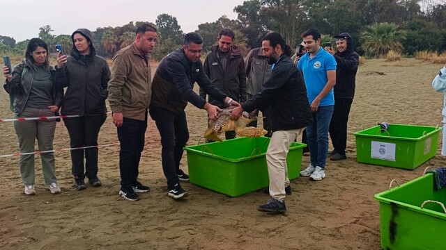 İzmir'de tedavi edilen 4 caretta caretta denize bırakıldı