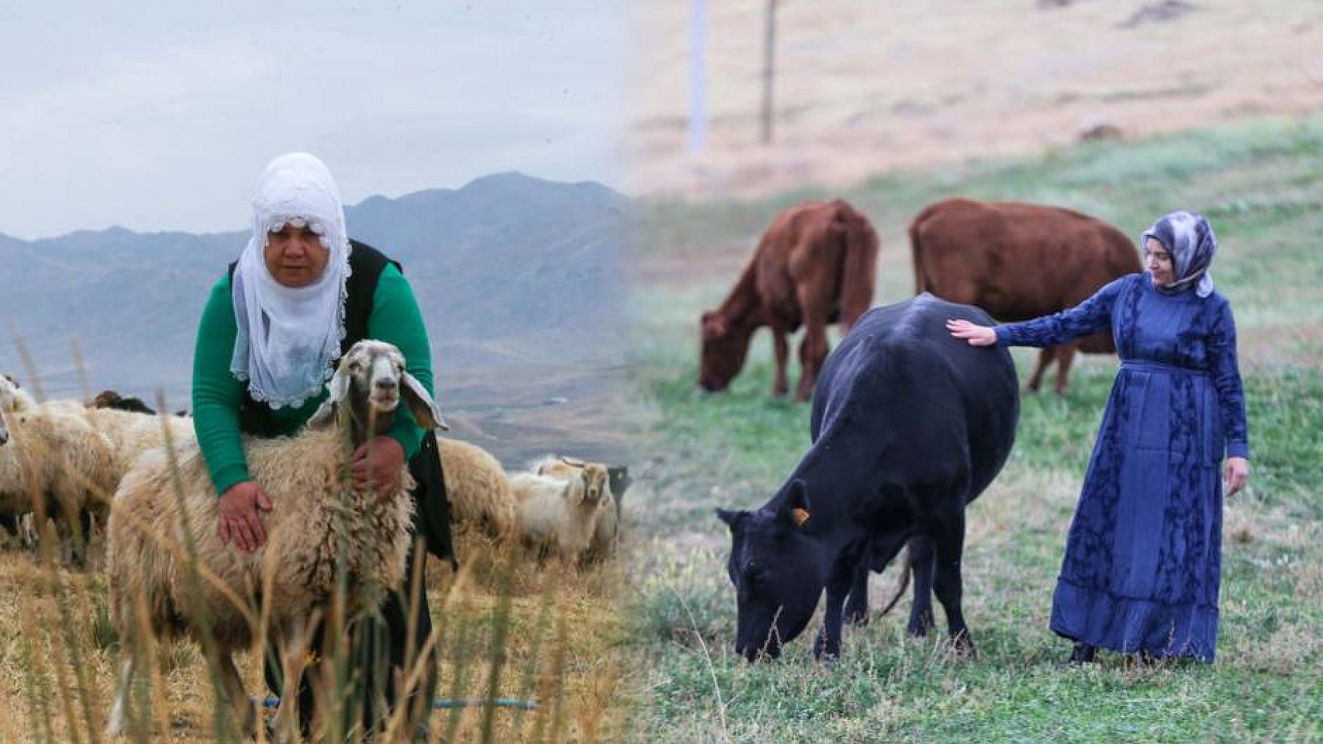 Kadın üreticiler, devlet desteğiyle hayvan sayısını artırdı