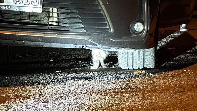Karabük'te aracın altına sıkışan kedi kurtarıldı