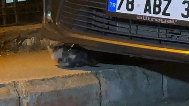 Karabük'te otomobilin motoruna sıkışan yavru kedi kurtarıldı