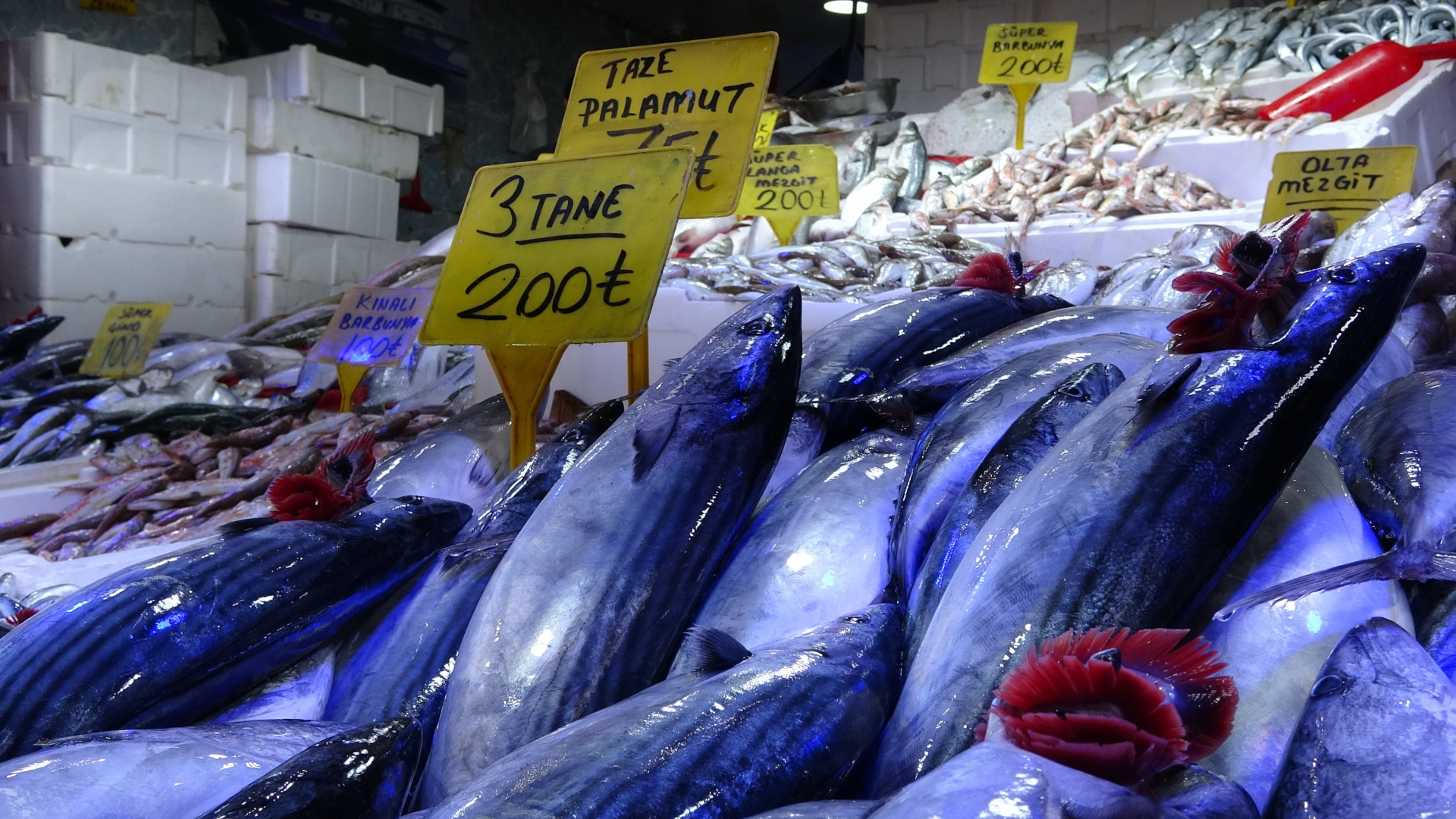 Karadeniz'de palamut bolluğu balıkçılarda endişe yarattı