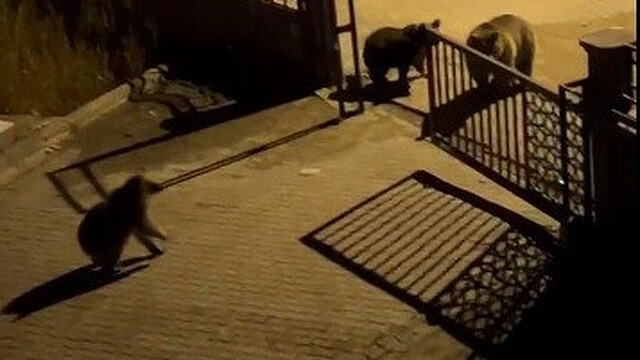 Kars'ta ayıların sokaklarda yiyecek araması kameraya yansıdı