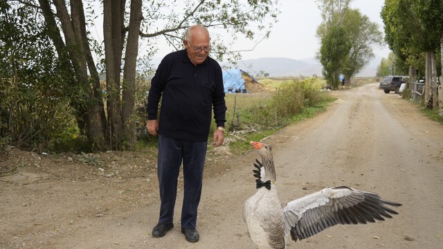 Kaz, İsmail dedenin peşini bırakmıyor