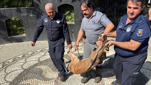 Kemer'de yaralı dağ keçisi tedavi altına alındı